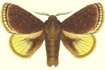 Comana inexpectata