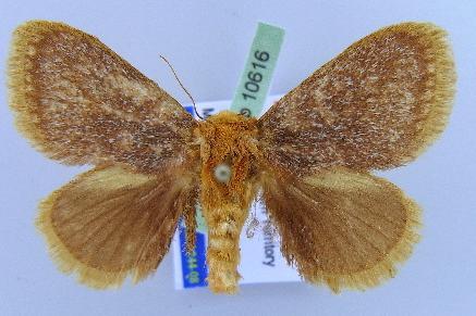 Comana inexpectata
