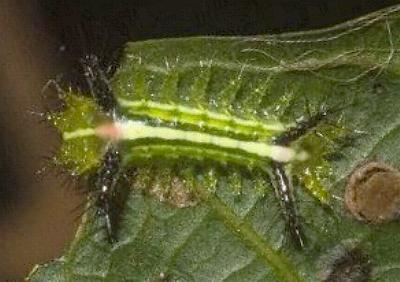 Anaxidia lactea