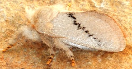 Anaxidia lactea