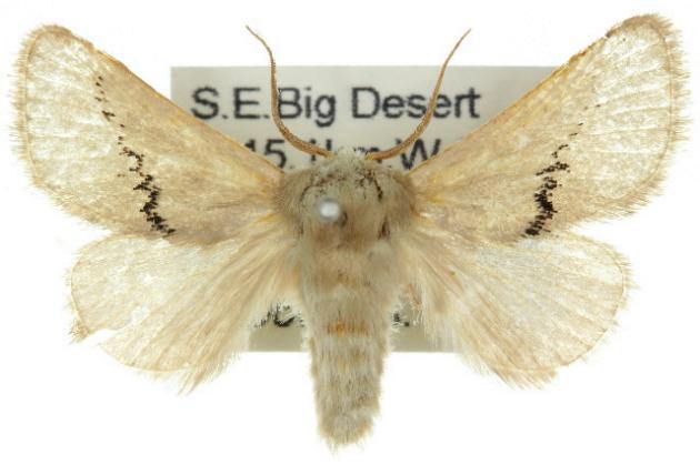 Anaxidia lactea