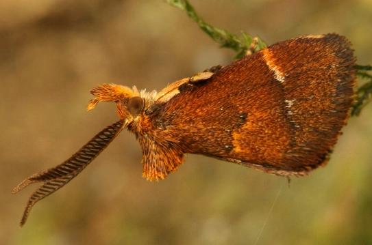 Elassoptila microxutha