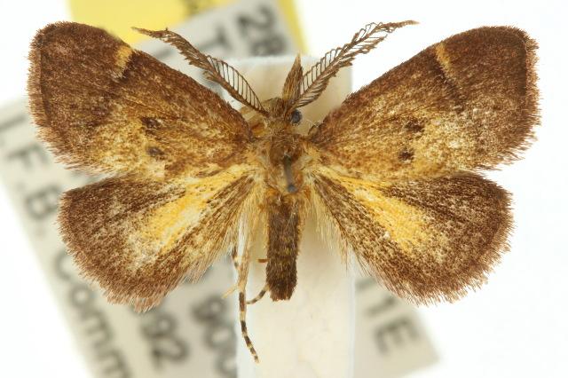 Elassoptila microxutha