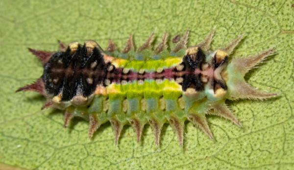 Doratifera oxleyi