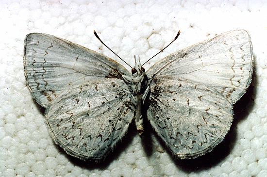 Eirmocides absimilis
