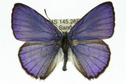 Candalides absimilis