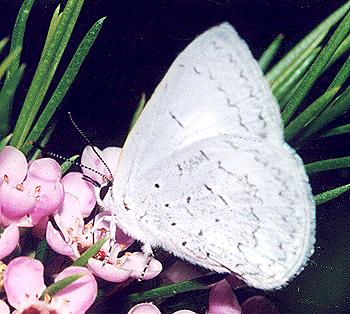 Eirmocides absimilis