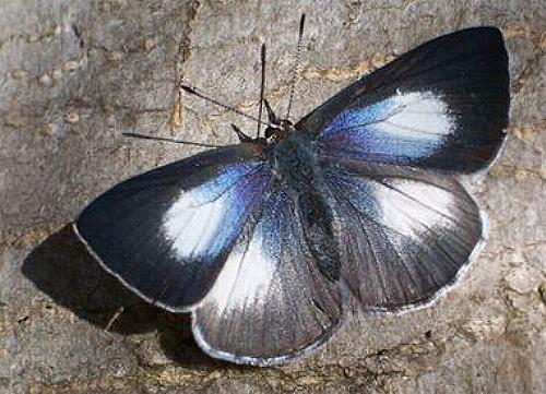 Eirmocides absimilis
