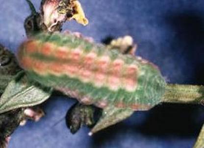 Neolucia agricola