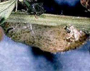 Neolucia agricola
