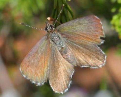 Neolucia agricola