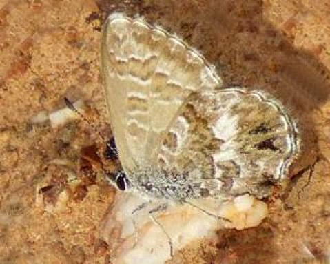Neolucia agricola