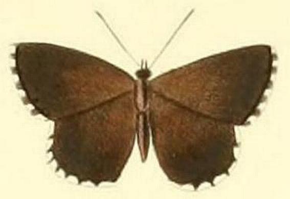 Neolucia agricola