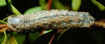 Paralucia aurifera