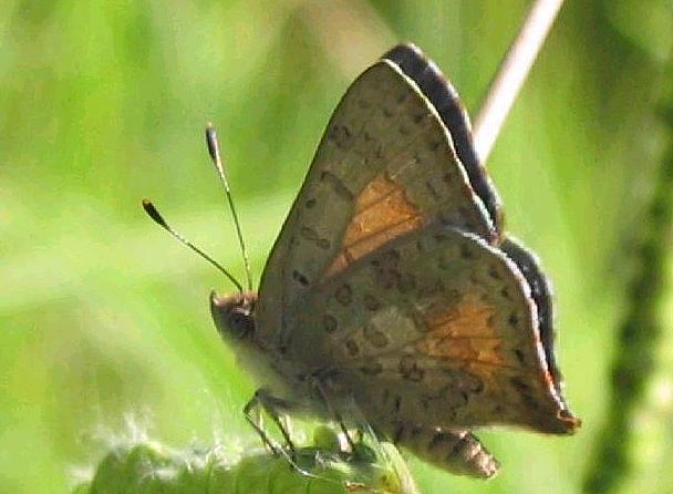 Paralucia aurifera