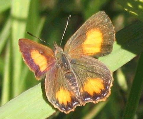 Paralucia aurifera
