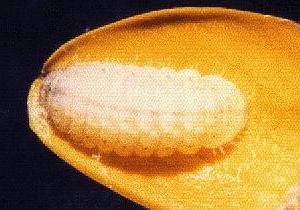 Lampides boeticus