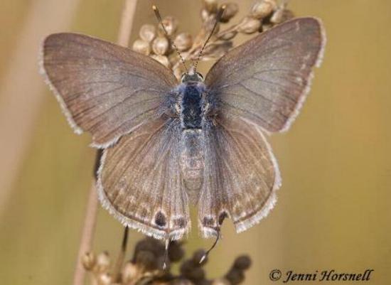 Lampides boeticus