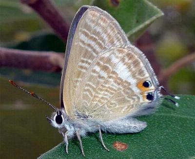 Lampides boeticus
