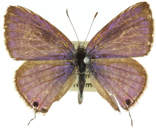 Lampides boeticus