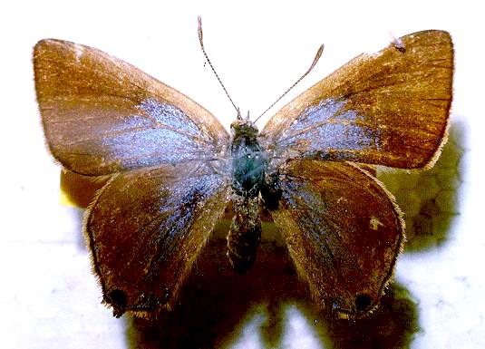 Acrodipsas