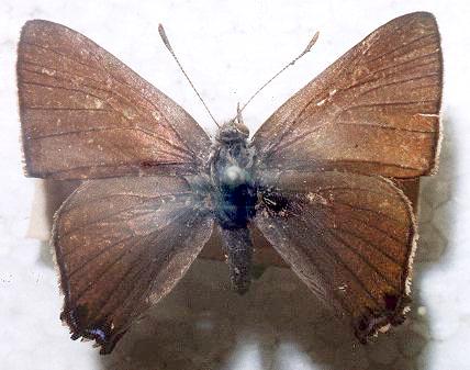 Acrodipsas