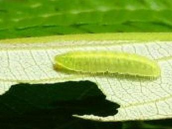 Psychonotis caelius