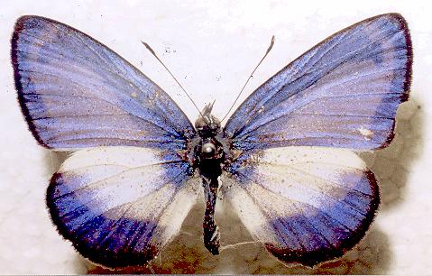 Psychonotis caelius