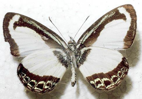 Psychonotis caelius