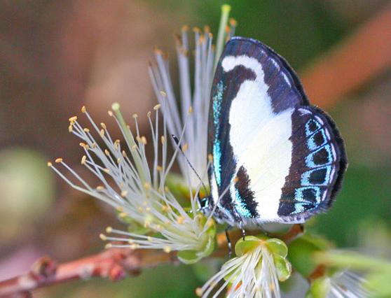 Psychonotis caelius