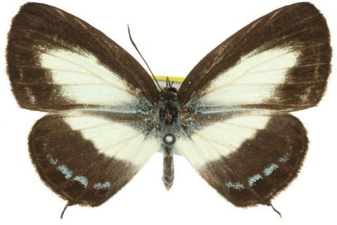 Psychonotis caelius