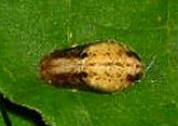 Psychonotis caelius