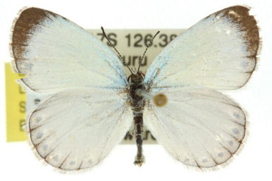 Nesolycaena caesia