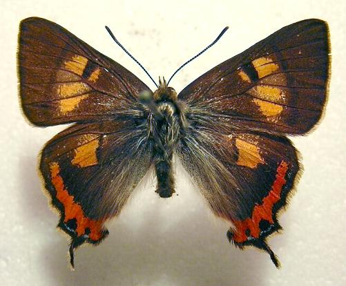 Pseudalmenus chlorinda