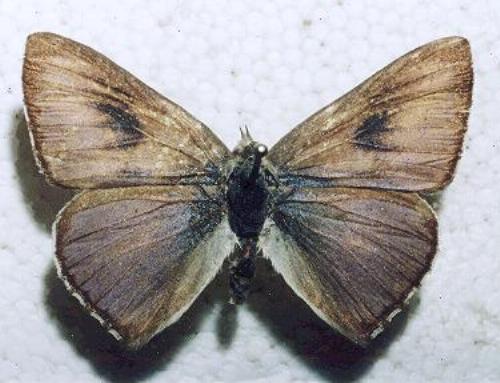 Cyprotides cyprotus