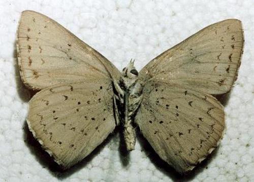 Cyprotides cyprotus