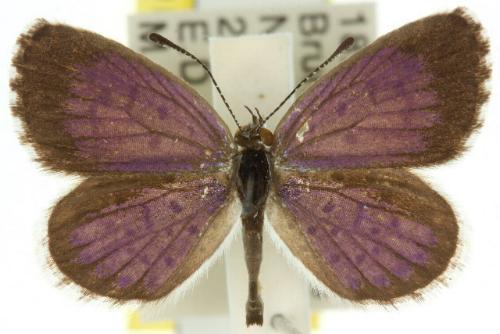 Erina delospila