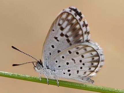 Erina delospila