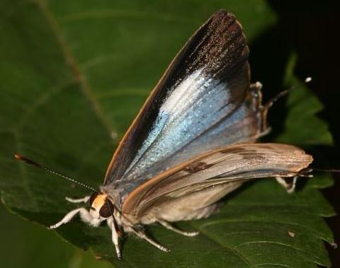 Deudorix democles