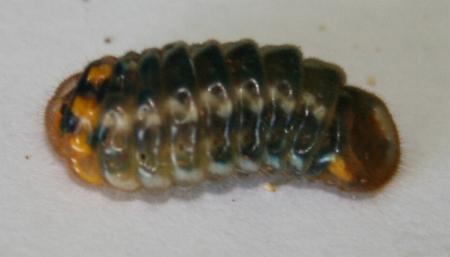 Deudorix diovis