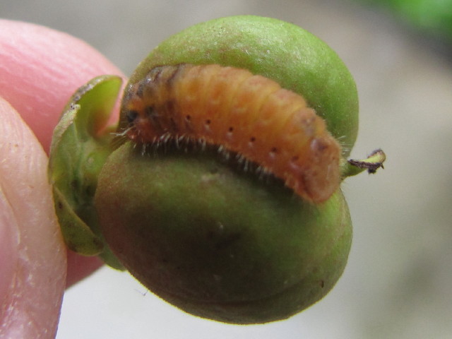 Deudorix diovis