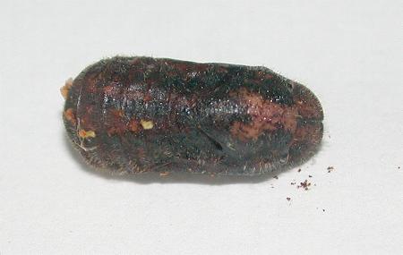 Deudorix diovis