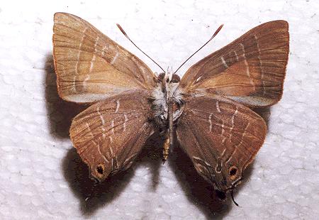 Deudorix diovis