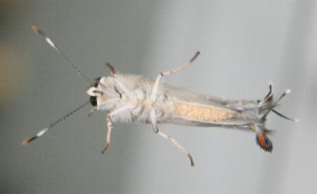 Deudorix diovis