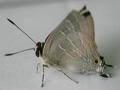 Deudorix diovis
