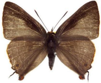 Deudorix diovis