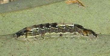 Hypochrysops epicurus