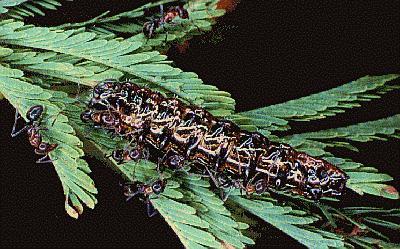 Jalmenus evagoras