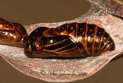 Jalmenus evagoras