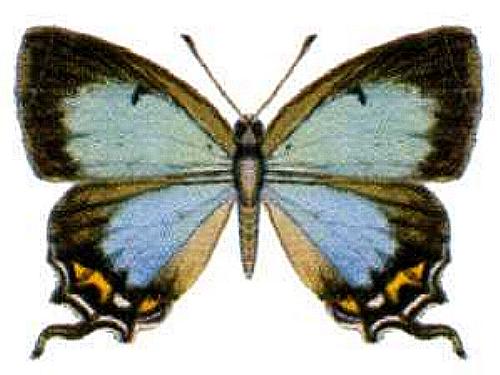 Jalmenus evagoras